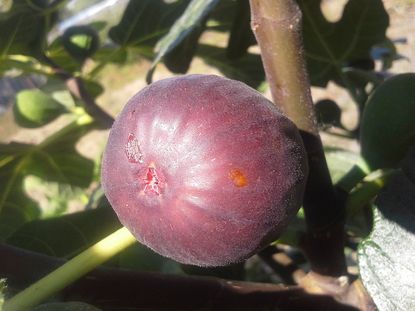 Hardy Chicago Fig Plant