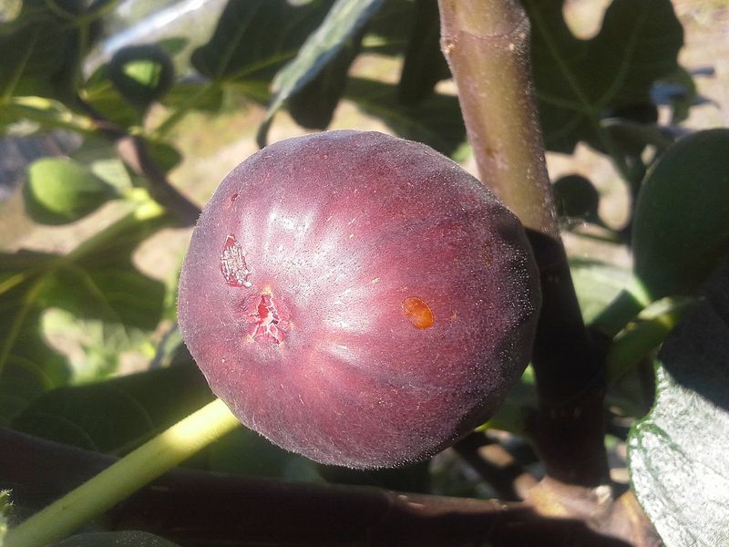 Tips & Information about Fig Trees | Gardening Know How