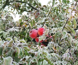 An apple tree in winter covered in frost