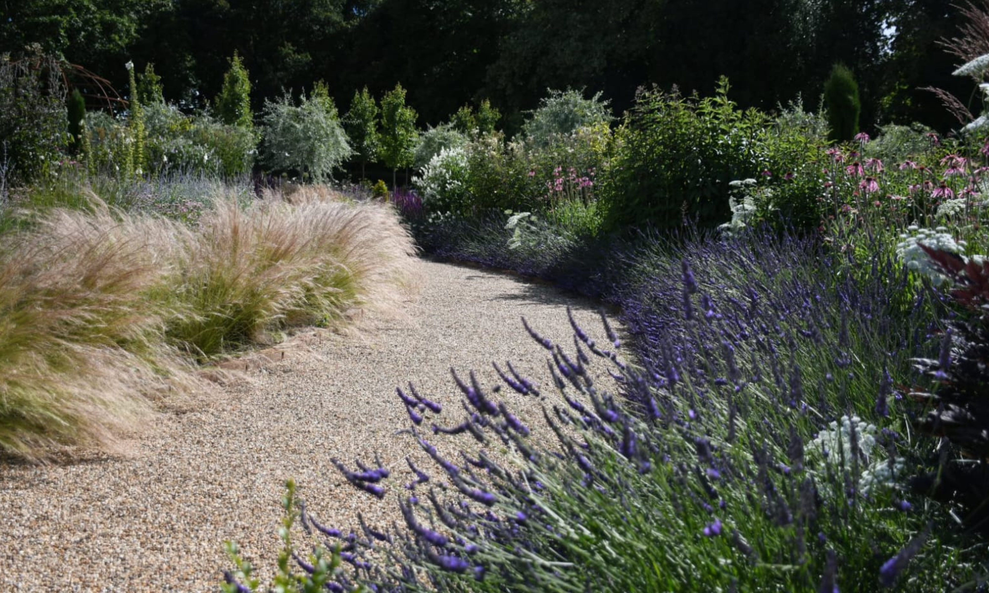 lavender and feather grasses bordering gravel path