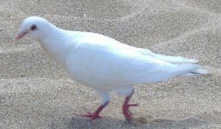 white-dove-110208-02