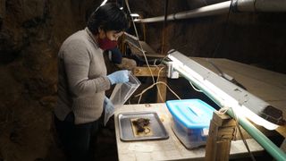 Jeden z pakietów sprzed 2000 lat