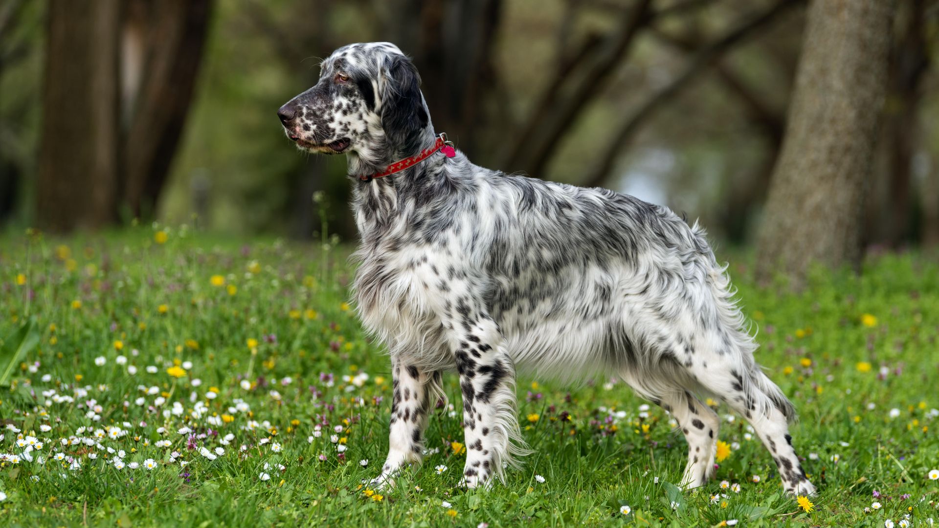 English Setter stood in field