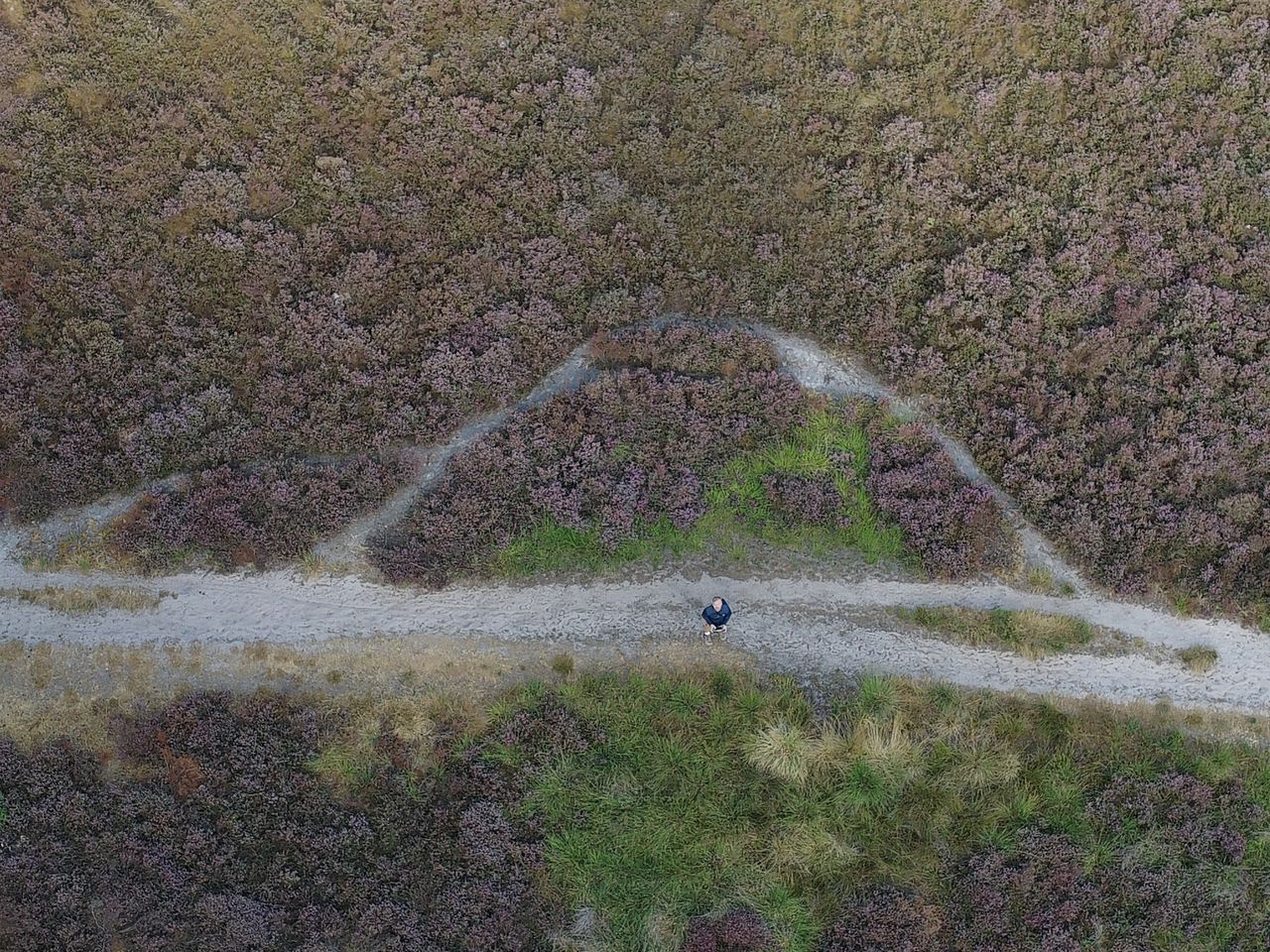 Aerial view of a man on a footpath through a heather-filled clearing