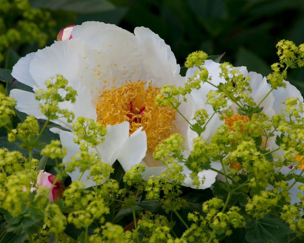 When to cut back peonies for showstopping blooms next year