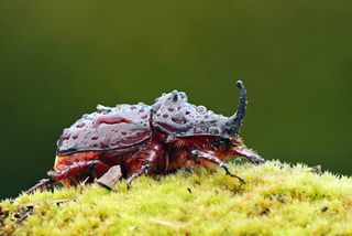 european rhinoceros beetle