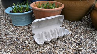 Empty egg carton in garden