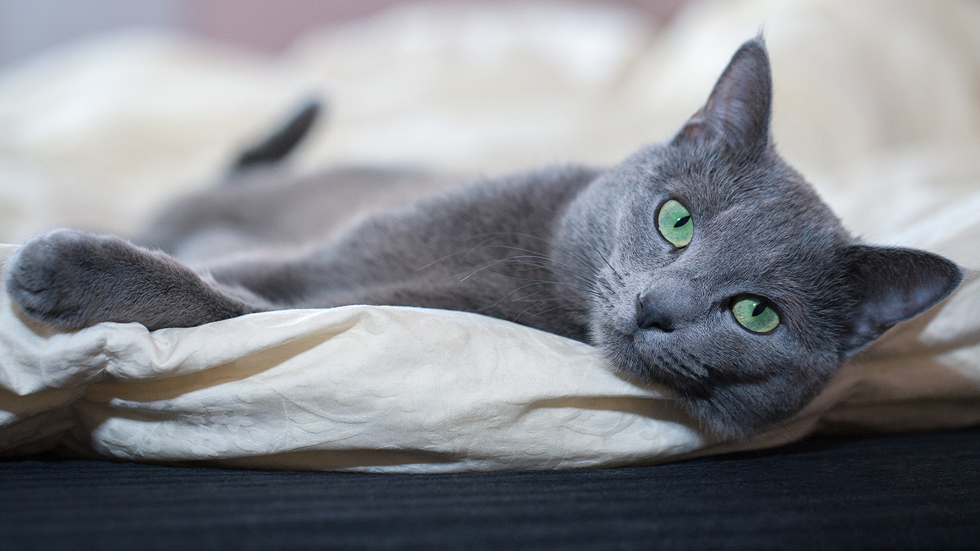 Russian Blue cat laying on its side