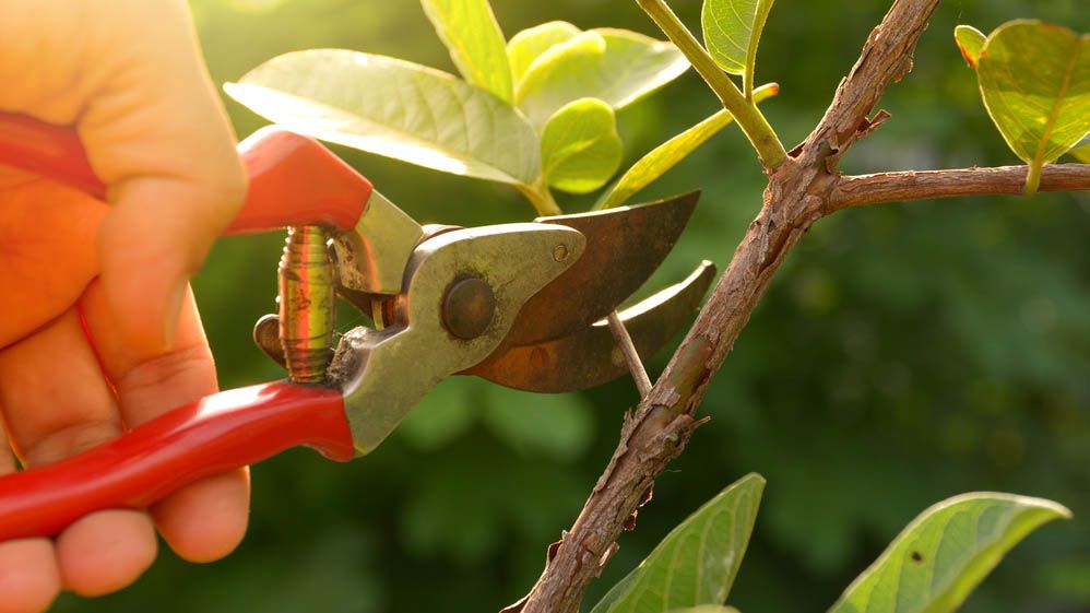 A pair of bypass pruning shears cutting a stem