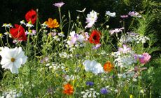 best wildflower seeds for a wildlife garden