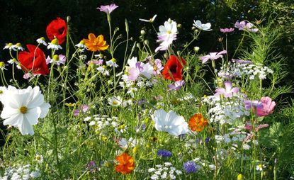 best wildflower seeds for a wildlife garden