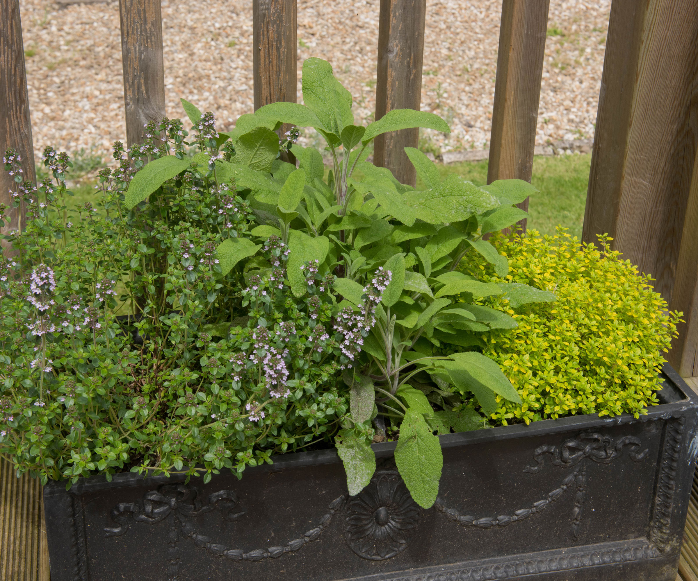 sage and thyme in black planter on patio