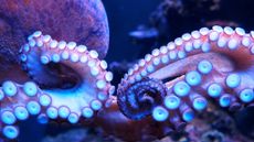 an octopus closeup shown in glowing bluish light