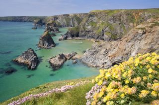 Spring flowers in Cornwall