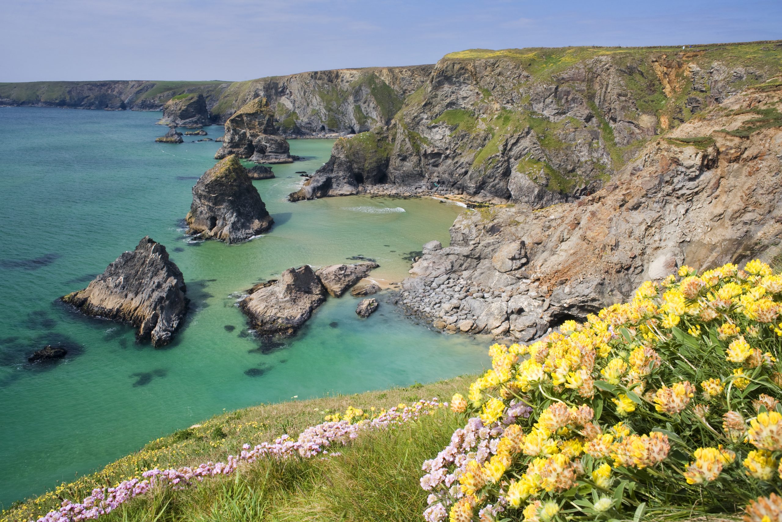 Spring flowers in Cornwall