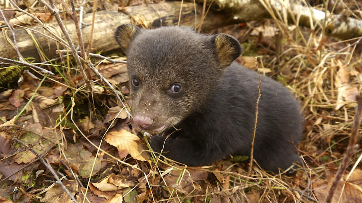 Hiker discovers adorable abandoned bear cub in Vermont woods