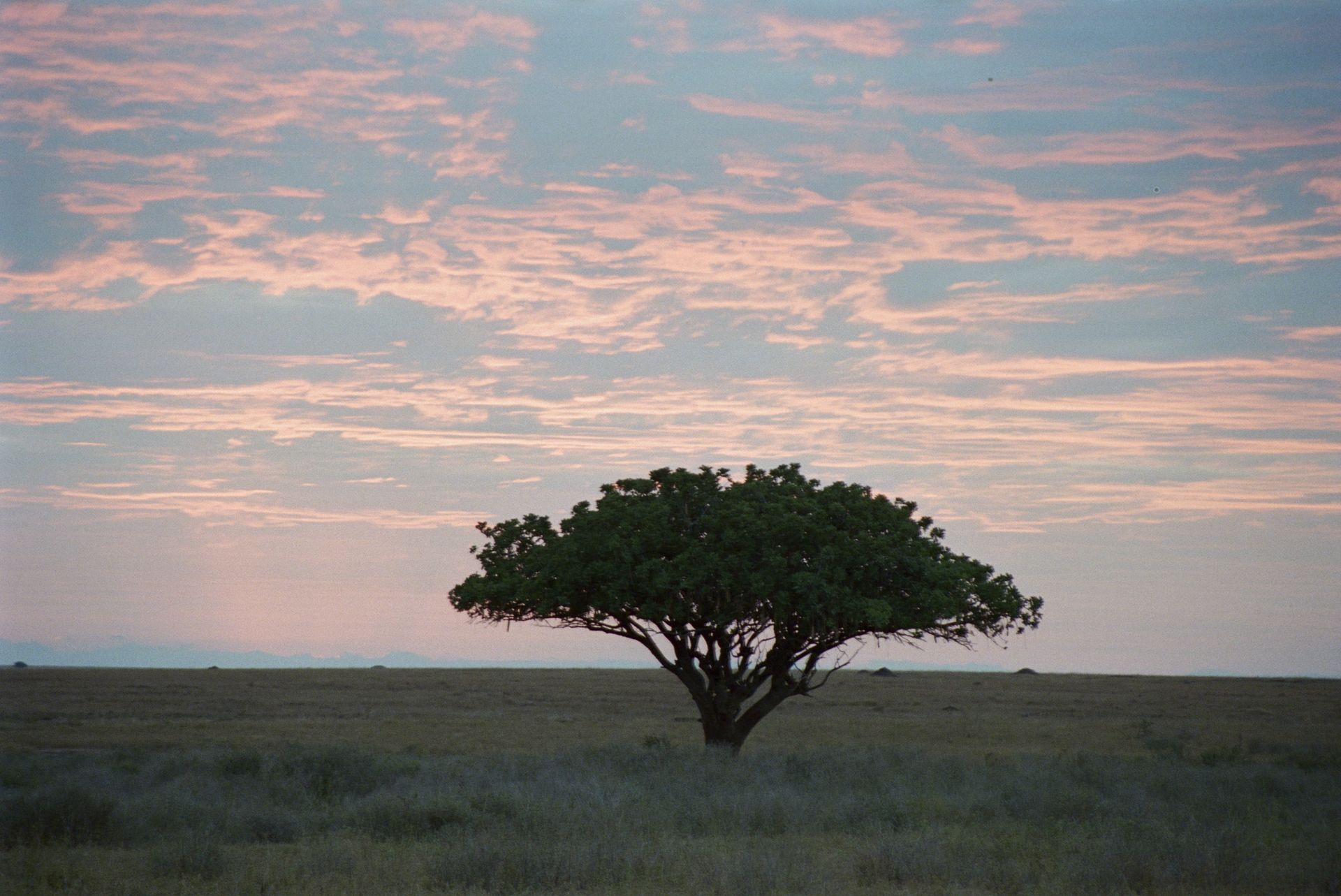 an acacia at dawn in the Serengeti