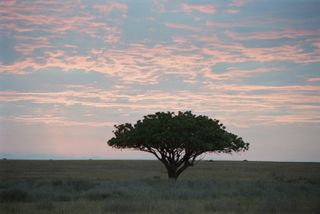 an acacia at dawn in the Serengeti