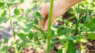 pinching out tomato sideshoot