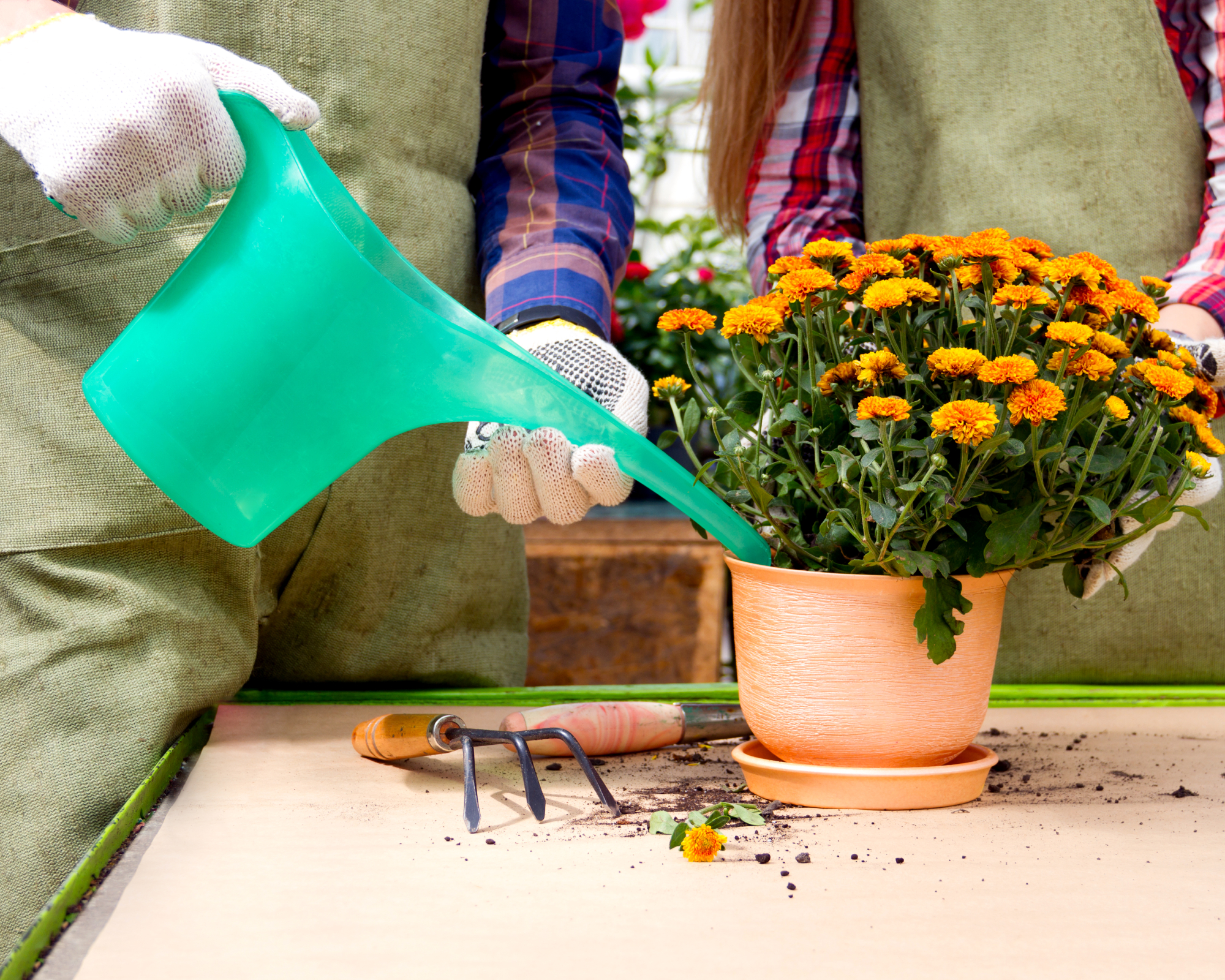 Gardener watering potted mum