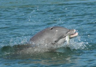 A bottlenose dolphin grasps a fish in its mouth