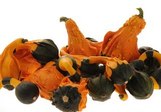 Some varieties of the goose-like Koshare Yellow gourds have ribbed tips, fittingly called wings, sticking out around their bodies.