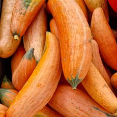 Long orange squash