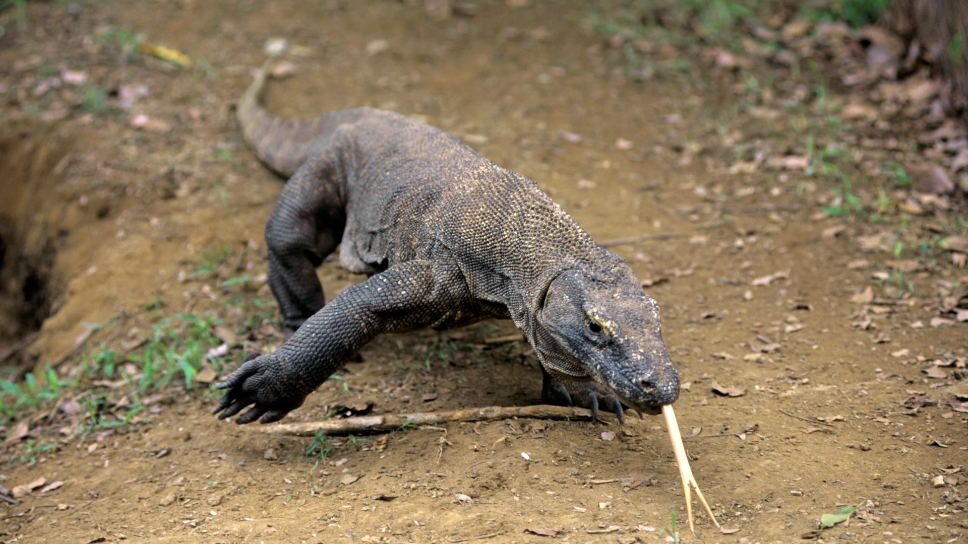 A Komodo Dragon, once mistaken for the mythical beasts