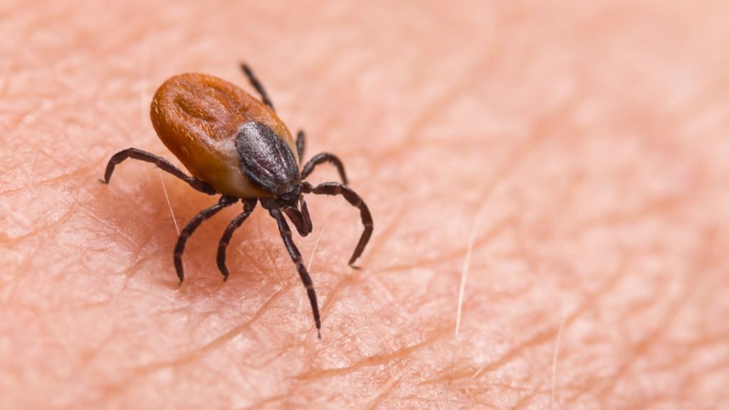 black-legged tick on human skin