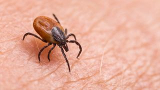 black-legged tick on human skin