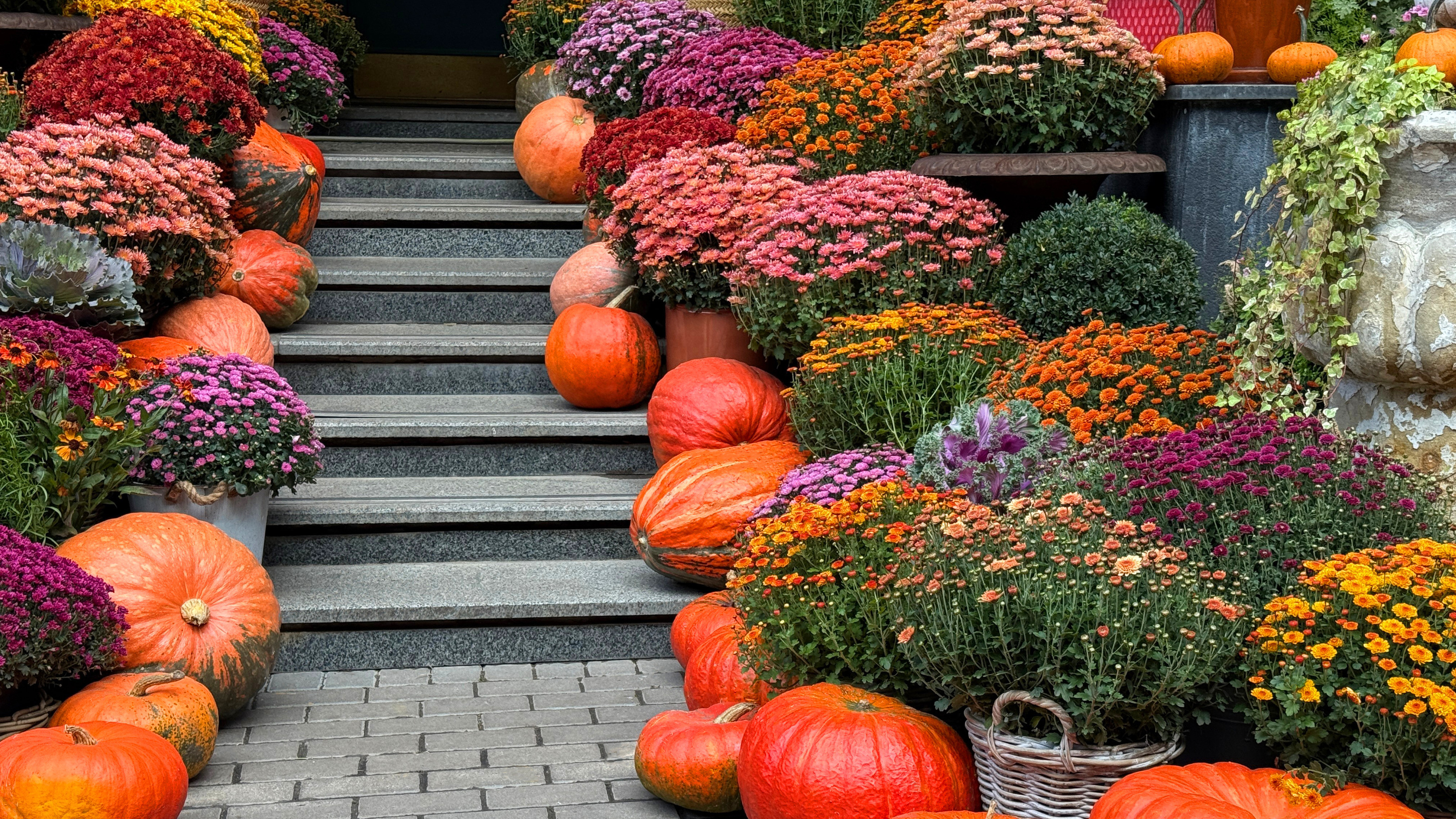 Chrysanthemums and pumpkins in a fall porch display
