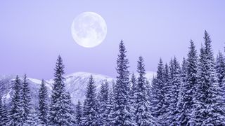 full moon snow winter trees