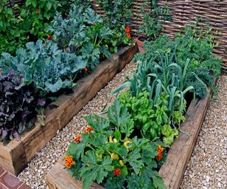 Raised beds growing a mixture of brassicas, leeks and companion plants