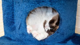 Cat in indoor cave