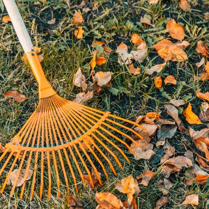 orange garden rake and leaf litter on lawn