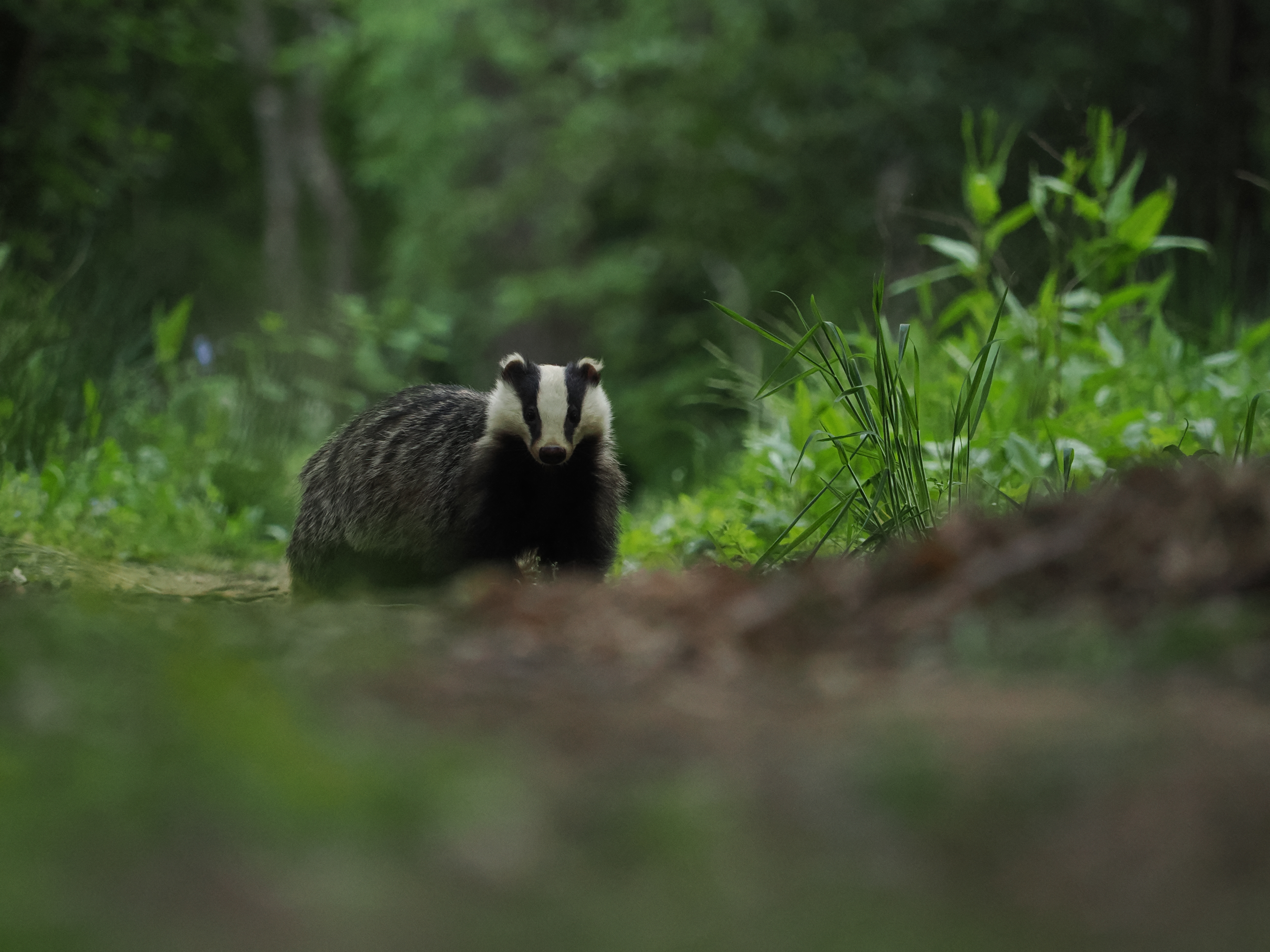 A badger on a forest path