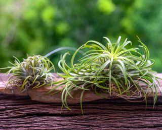 two green air plants on driftwood