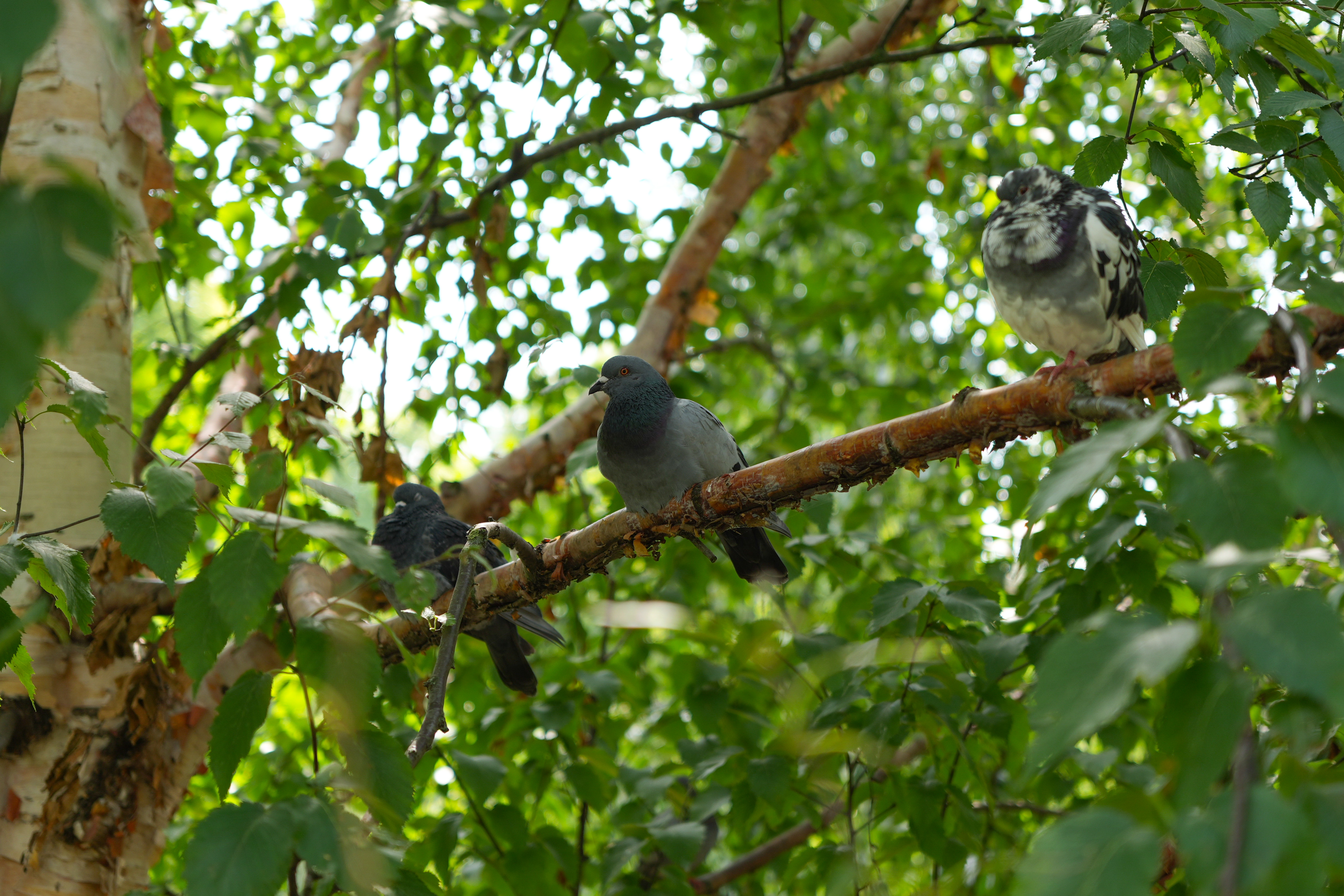 Pigeons perched on a branch in a tree
