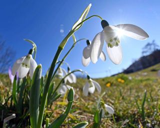 Best-flowers-to-plant-for-Spring-snowdrop