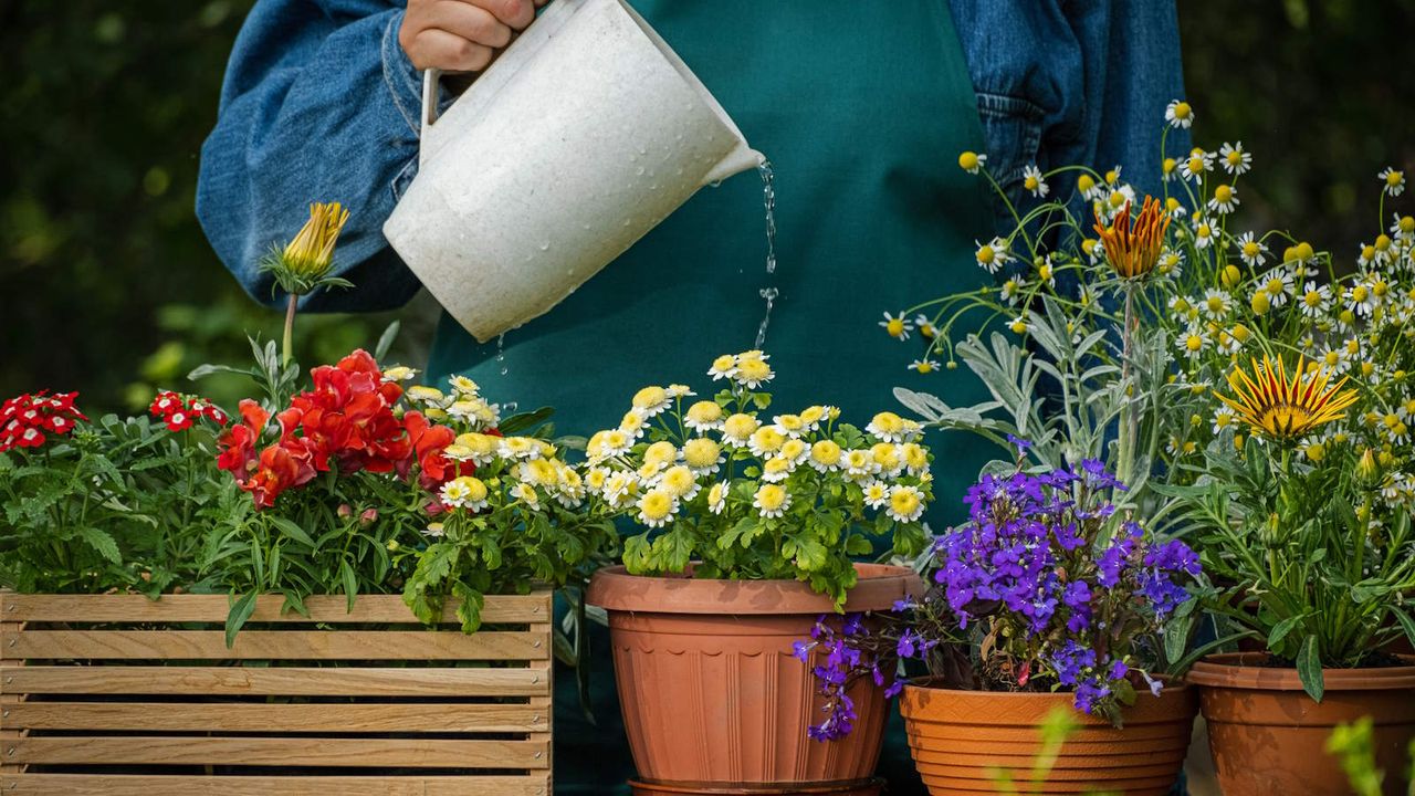 A person watering flowering plants in containers with a jug