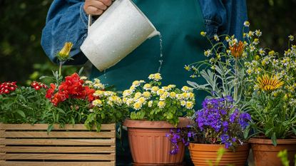 A plant in a container being watered with a watering can