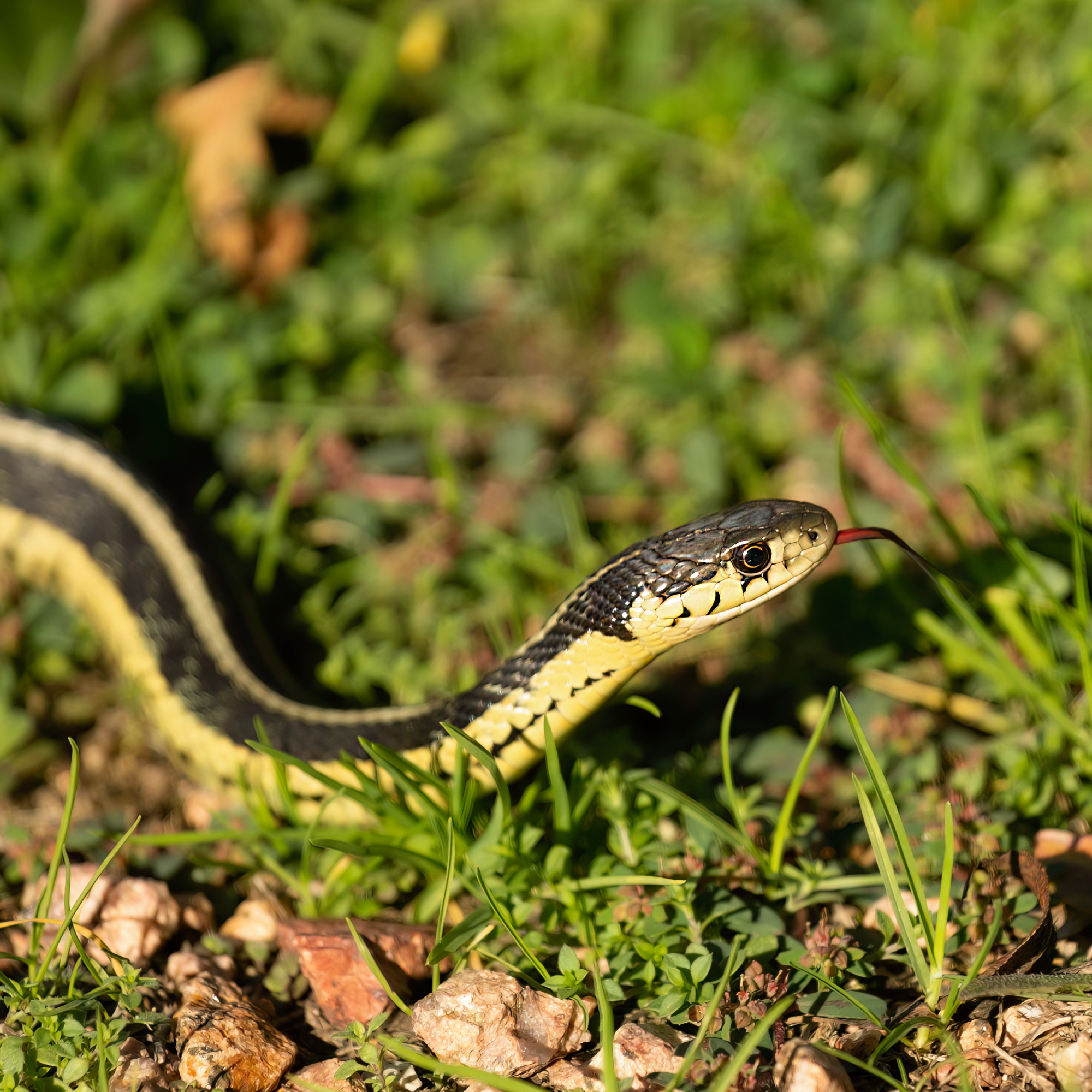 snake in garden