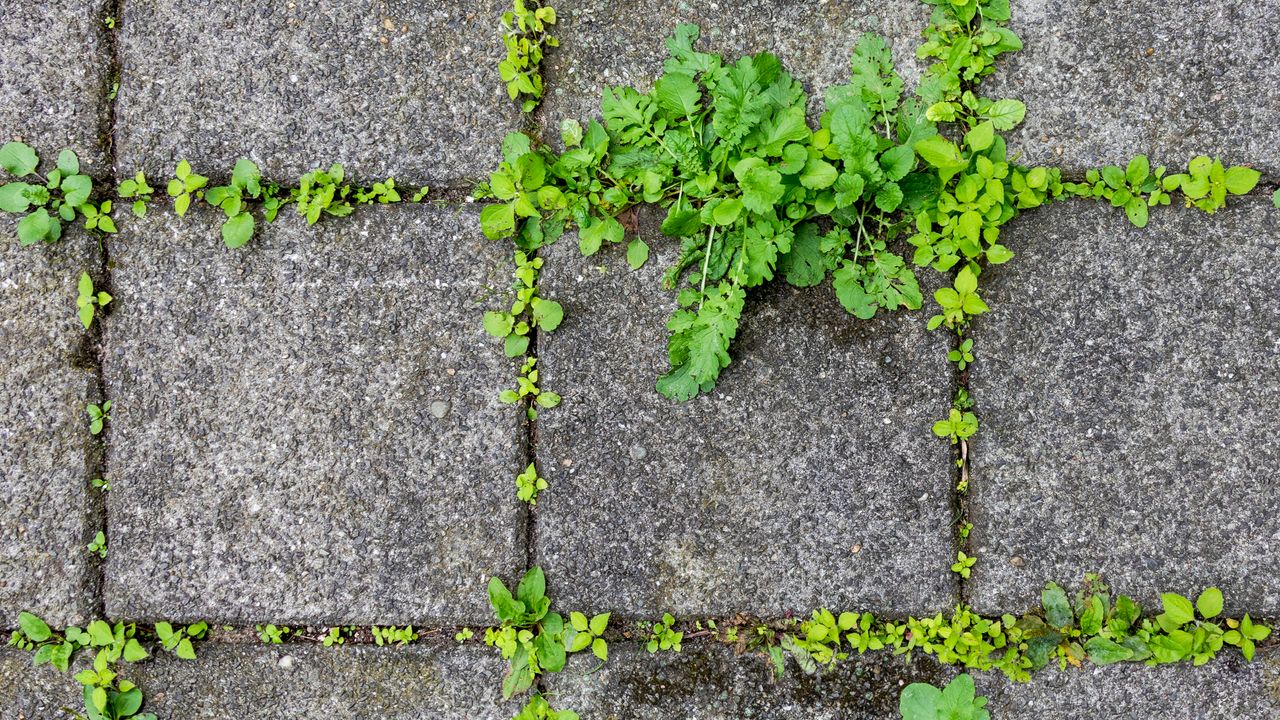 Weeds in between patio slabs