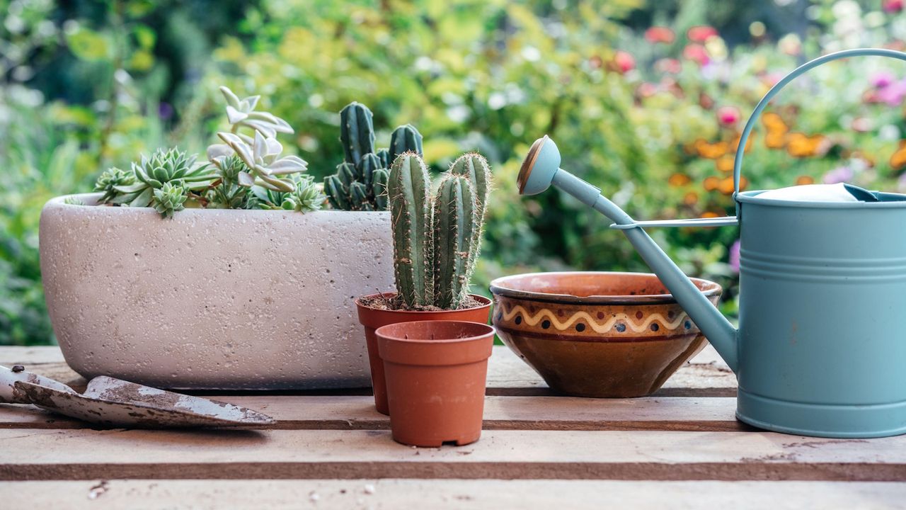 Make your own cactus potting mix