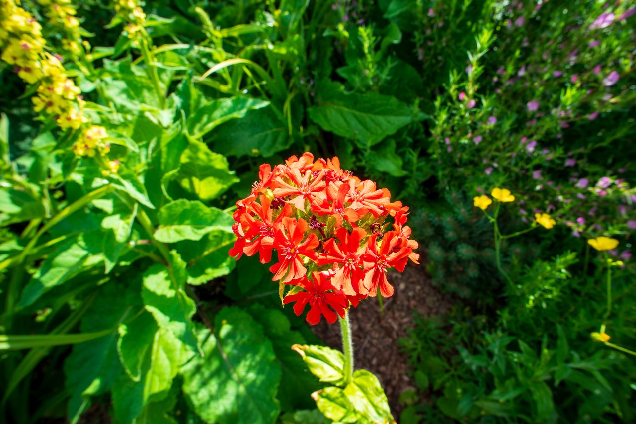 Yongnuo YN11mm F1.8S DA DSM WL