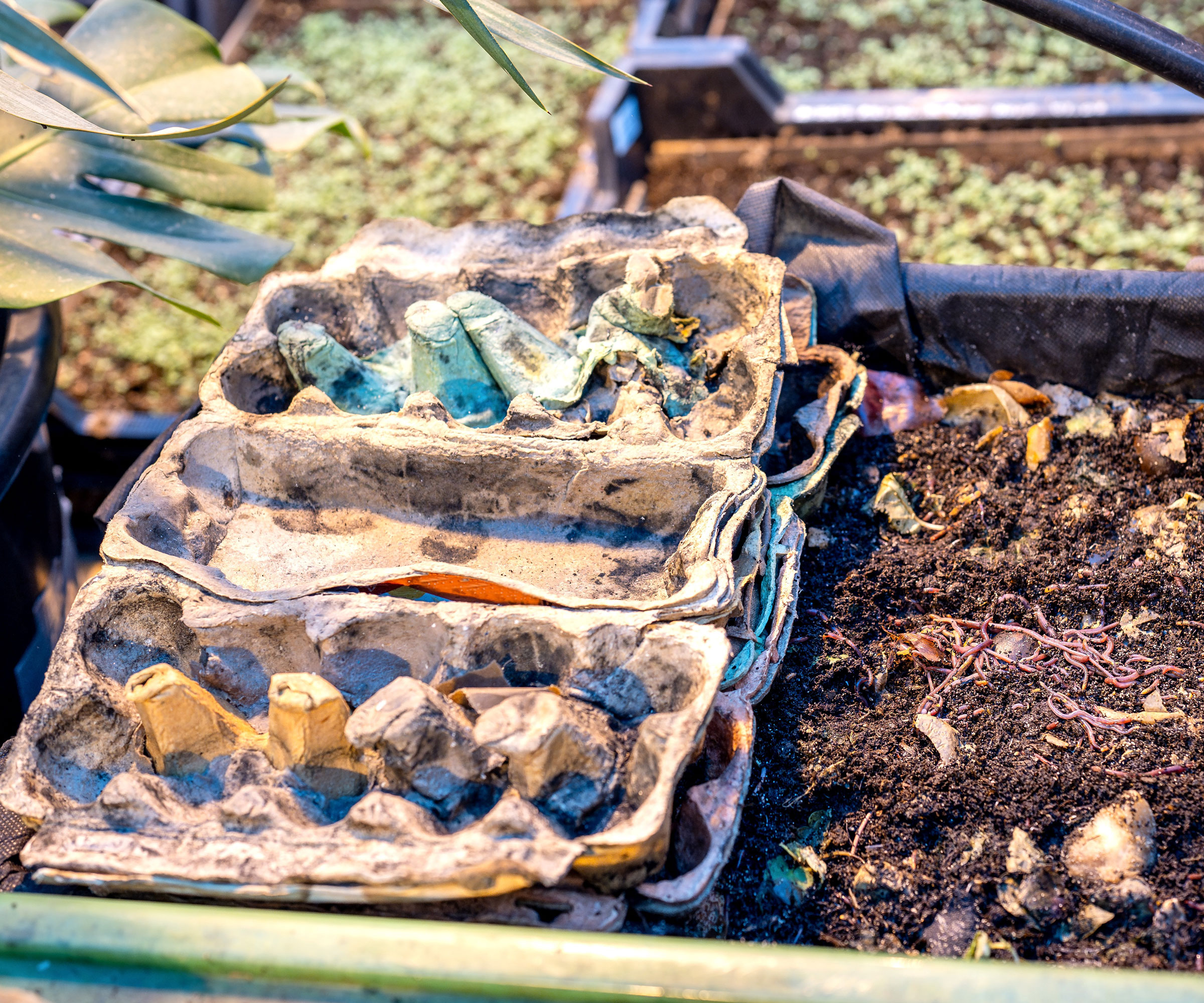 worms and food scraps and egg boxes in large container for worm composting tower