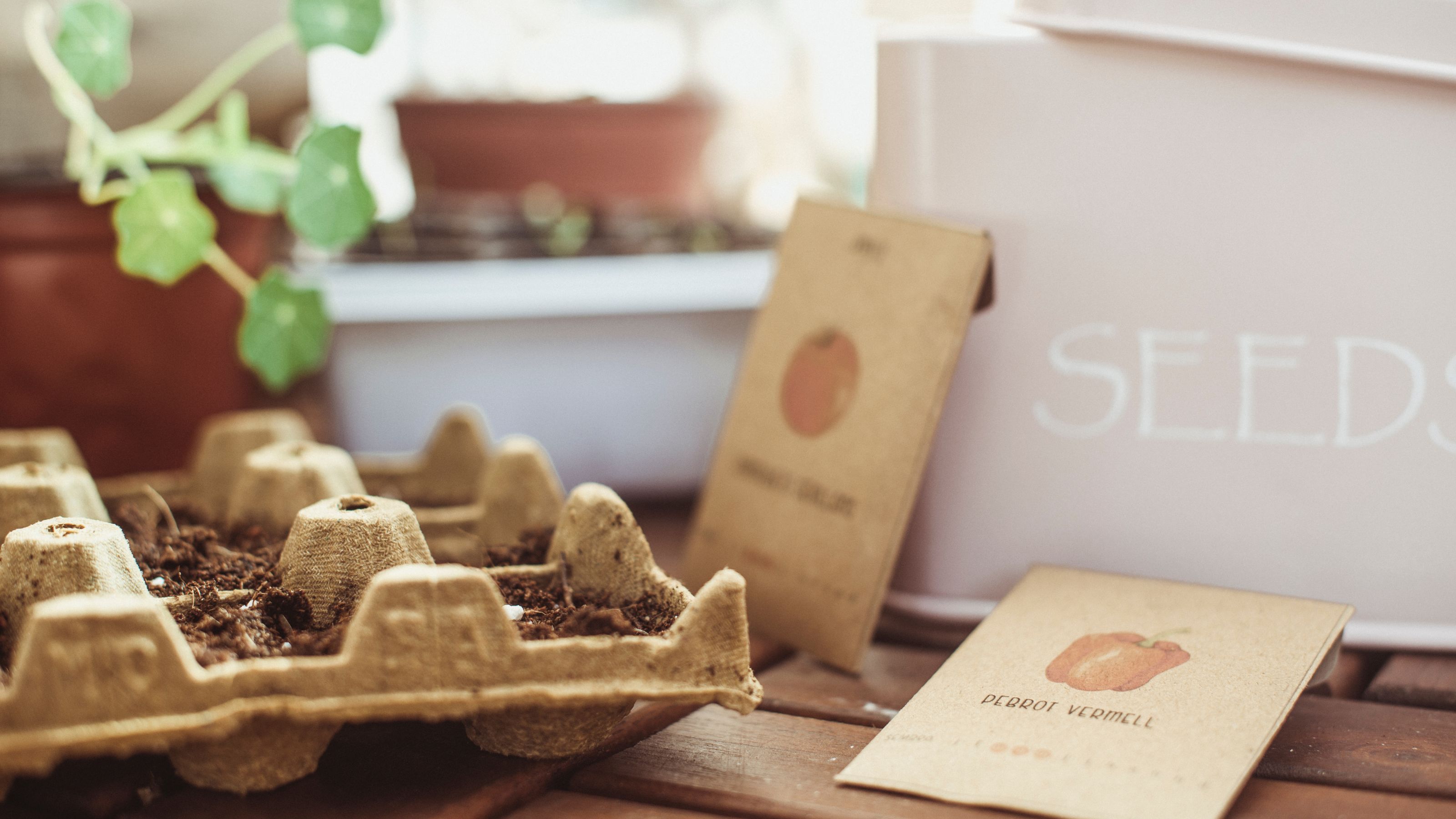 egg cartons with seeds planted