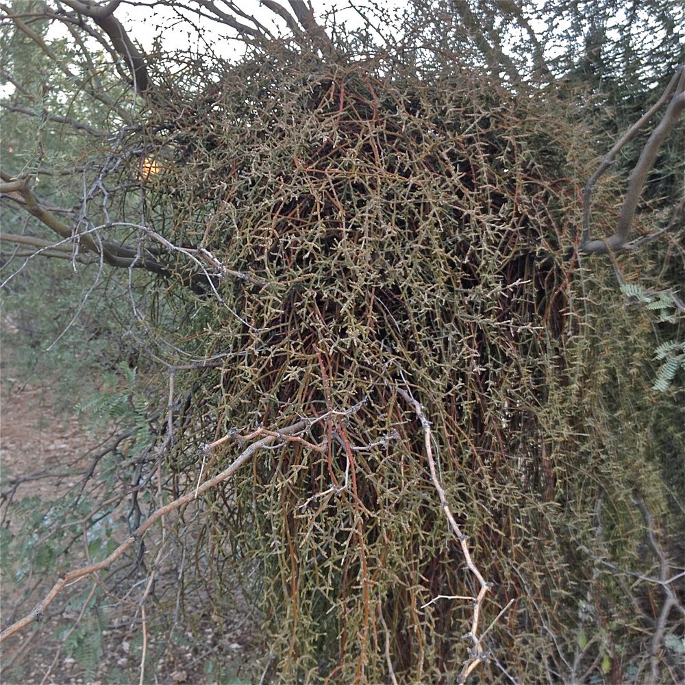 Desert Mistletoe: Photos Of 'Tree Thieves' In The American Southwest ...