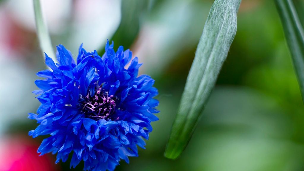 beautiful blue bachelor&#039;s button flower 