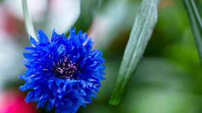 beautiful blue bachelor's button flower 